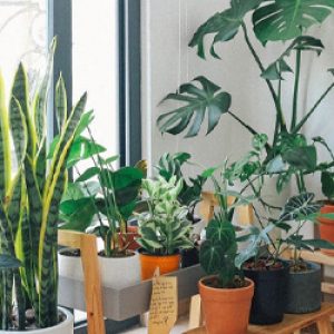 Keep your indoor plants happy this winter - Altitude Capital