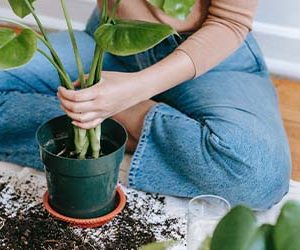 Spring cleaning for your indoor plants - Altitude Capital